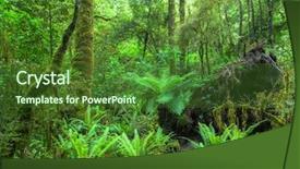  Presentation with maori new zealand native bush - Slide set with newenvironmental - image of the jungle new background and a forest green colored foreground