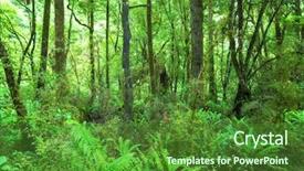  Presentation with maori new zealand native bush - Colorful presentation design enhanced with newenvironmental - image of the jungle new backdrop and a forest green colored foreground