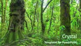  Presentation with maori new zealand native bush - PPT layouts with newenvironmental - image of the jungle new background and a forest green colored foreground