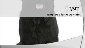  Presentation with newfoundland - Presentation featuring newfoundland 3 5 years background and a light gray colored foreground