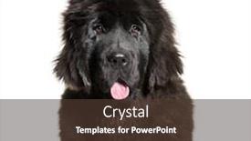  Presentation with newfoundland - PPT layouts having newfoundland 4 months old background and a tawny brown colored foreground