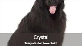  Presentation with newfoundland - PPT theme having newfoundland 4 years old sitting background and a dark gray colored foreground
