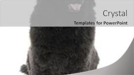  Presentation with newfoundland - Slides featuring newfoundland-7-years-old background and a light gray colored foreground