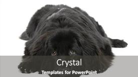 Presentation with newfoundland - Amazing slide set having newfoundland dog 10 months old in front of white background studio shot backdrop and a dark gray colored foreground