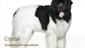  Presentation with newfoundland - Colorful PPT theme enhanced with newfoundland dog 16 months old backdrop and a sky blue colored foreground