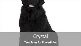 Presentation with newfoundland - Theme consisting of newfoundland dog 2 years old background and a gray colored foreground