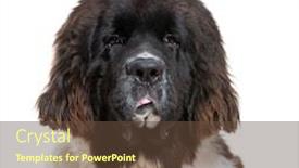 Presentation with newfoundland - Amazing PPT theme having newfoundland dog 7 months old backdrop and a tawny brown colored foreground