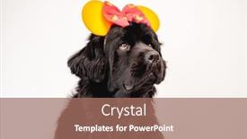  Presentation with newfoundland - Audience pleasing PPT theme consisting of newfoundland-dog-wearing-bright-bow backdrop and a coral colored foreground