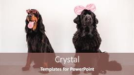  Presentation with newfoundland - Cool new theme with newfoundland-dog-wearing-bright-bow backdrop and a violet colored foreground