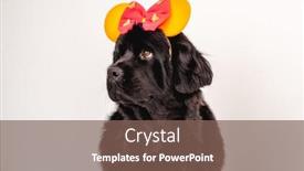  Presentation with newfoundland - Colorful presentation enhanced with newfoundland-dog-wearing-bright-bow backdrop and a violet colored foreground