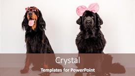  Presentation with newfoundland - PPT layouts having newfoundland-dog-wearing-bright-bow background and a tawny brown colored foreground