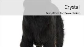  Presentation with newfoundland - Presentation design with terranova - newfoundland puppy 2 years old background and a light gray colored foreground