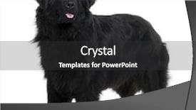  Presentation with newfoundland - Colorful presentation theme enhanced with newfoundland puppy 2 years old backdrop and a dark gray colored foreground