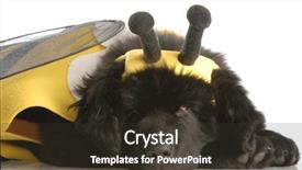  Presentation with newfoundland - Audience pleasing PPT theme consisting of newfoundland puppy dressed up like a bee - twelve weeks old backdrop and a tawny brown colored foreground