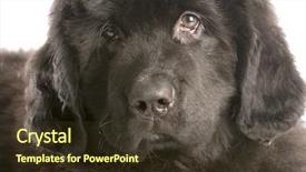  Presentation with newfoundland - Beautiful presentation theme featuring newfoundland puppy head shot - twelve weeks old backdrop and a tawny brown colored foreground