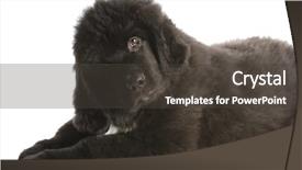  Presentation with newfoundland - Slides with newfoundland puppy laying down - twelve weeks old background and a dark gray colored foreground