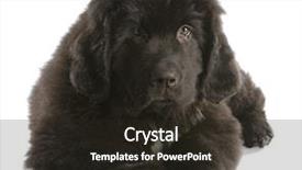  Presentation with newfoundland - Beautiful presentation theme featuring newfoundland puppy laying down - twelve weeks old backdrop and a wine colored foreground