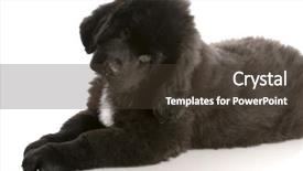  Presentation with newfoundland - Theme with newfoundland puppy laying down - twelve weeks old background and a tawny brown colored foreground