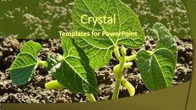  Presentation with beans - Presentation design consisting of newkidney - kidney beans seedlings growing background and a tawny brown colored foreground