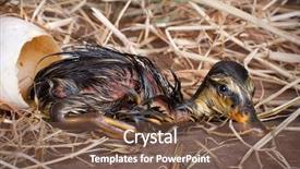  Presentation with egg - PPT theme featuring startup new beginning solution for background and a  colored foreground.