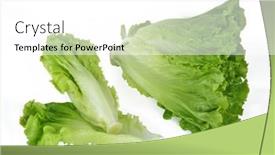  Presentation with lettuce - Presentation with newly-harvested-fresh-lettuce background and a white colored foreground