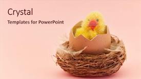  Presentation with chick - Amazing PPT layouts having newly hatched chick looks backdrop and a  colored foreground