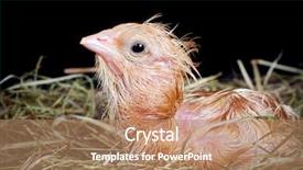  Presentation with chick - Presentation theme consisting of newly hatched chick still wet background and a coral colored foreground