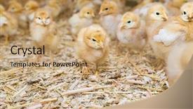  Presentation with chick - Amazing slides having blue mauve syringa vulgaris lilac backdrop and a  colored foreground.