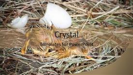  Presentation with new orleans yellow and purple - Colorful presentation theme enhanced with word grow written in rusty metal letterpress type isolated on a white background backdrop and a lemonade colored foreground