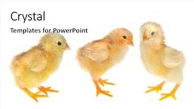  Presentation with easter - Slide set consisting of newly hatched yellow easter chick background and a white colored foreground