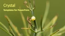  Presentation with weed - Slide deck with newly laid black swallowtail butterfly background and a tawny brown colored foreground