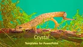  Presentation with animal conservation - Audience pleasing PPT theme consisting of newt swimming under water aquatic backdrop and a tawny brown colored foreground