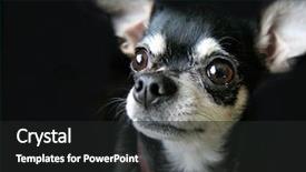  Presentation with studio - Audience pleasing presentation theme consisting of newy ear - cute chihuahua looking up backdrop and a dark gray colored foreground