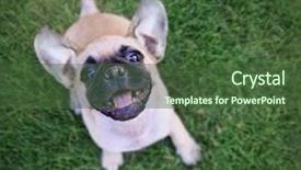  Presentation with cute christmas pug puppy dog - Colorful slide deck enhanced with newy ear - cute chihuahua pug mix puppy backdrop and a tawny brown colored foreground