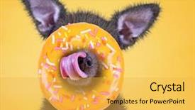  Presentation with nose bleed - Presentation theme consisting of newy ear - cute little chihuahua licking his background and a yellow colored foreground