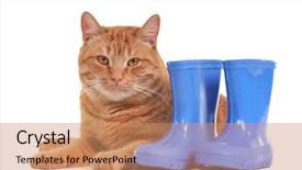  Presentation with rubber - Presentation design having medial - male patient and female doctor background and a light gray colored foreground