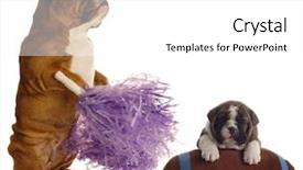  Presentation with study english abroad - PPT theme consisting of nfl - english bulldog cheerleader standing beside background and a white colored foreground