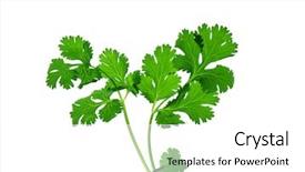  Presentation with ngo - Colorful PPT theme enhanced with ngo - cilantro coriander isolate on white backdrop and a white colored foreground