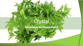  Presentation with ngo - Beautiful PPT theme featuring ngo - limnophila aromatica rice paddy herb backdrop and a shamrock green colored foreground