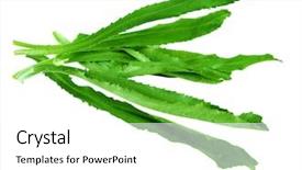  Presentation with green leaves coriander lay - Presentation theme enhanced with ngo - long coriander leaves isolated background and a  colored foreground