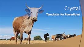 Presentation with indigenous - Theme featuring nguni-cow-indigenous-cattle-breed background and a teal colored foreground