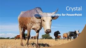  Presentation with indigenous - PPT theme enhanced with nguni-cow-indigenous-cattle-breed background and a teal colored foreground
