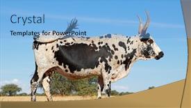  Presentation with indigenous - Beautiful theme featuring nguni-cow-indigenous-cattle-breed backdrop and a light blue colored foreground