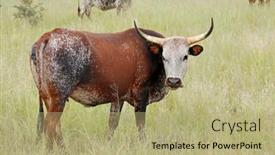  Presentation with indigenous - Amazing PPT theme having nguni-cow-indigenous-cattle-breed backdrop and a mint green colored foreground