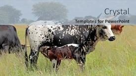  Presentation with indigenous - Slide set with nguni-cow-indigenous-cattle-breed background and a  colored foreground