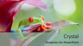  Presentation with tropical rainforest - Cool new slide deck with nicaragua - red eyed tree frog backdrop and a mint green colored foreground