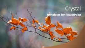  Presentation with oak - Amazing PPT theme having nice-abstract-autumn-oak-twig backdrop and a gray colored foreground
