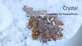  Presentation with oak - Slide set consisting of nice abstract frozen oak leaf background and a sky blue colored foreground