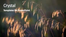  Presentation with dry - Presentation theme having nice abstract golden dry grass background and a  colored foreground