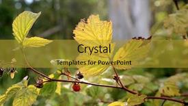  Presentation with sunlight - Audience pleasing slide set consisting of nice autum raspberry-bush twig backdrop and a gold colored foreground